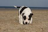 STAFFIE 246